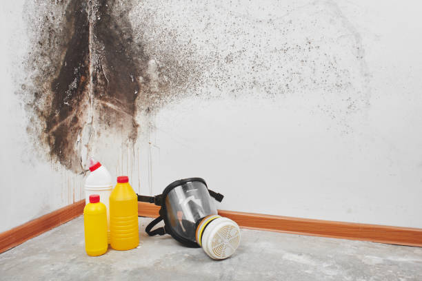 Office Mold Removal Services in Middletown, IN