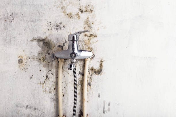 Best Mold Damage Repair  in Middletown, IN