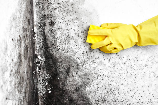 Best Black Mold Removal  in Middletown, IN