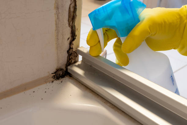 Best Residential Mold Removal  in Middletown, IN