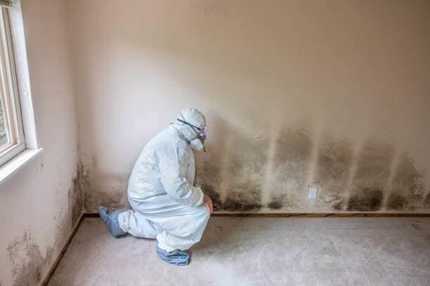 Attic Mold Removal in Middletown, IN