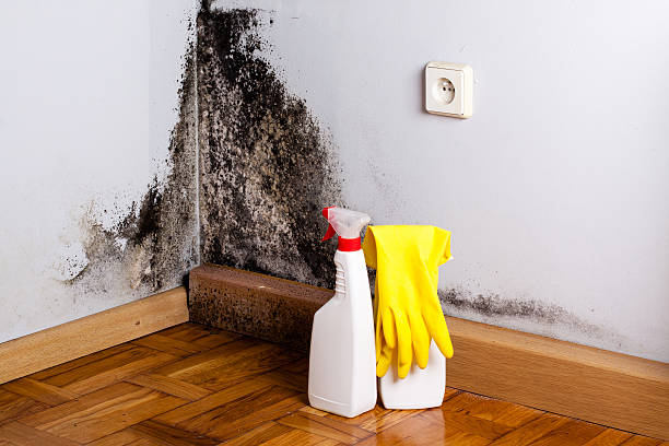 Best Mold Remediation  in Middletown, IN